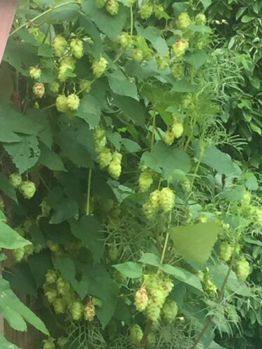 Hops: Beyond Beer